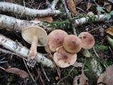 Tricholoma fulvum image