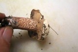 Suillus placidus image