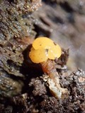 Calocera arborea image