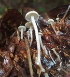 Baeospora myosura image