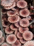 Crinipellis purpurea image