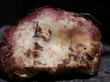Russula vesca image
