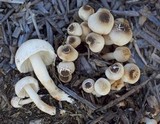 Leucoagaricus meleagris image