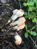 Leucoagaricus meleagris image