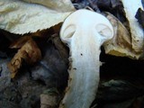 Cortinarius trivialis image