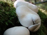 Hypsizygus ulmarius image