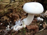 Hypsizygus ulmarius image