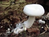 Hypsizygus ulmarius image