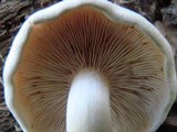 Hypsizygus ulmarius image