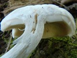 Hypsizygus ulmarius image