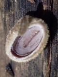 Auricularia nigricans image