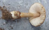 Amanita pachyvolvata image