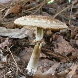 Chlorophyllum rachodes image