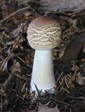 Chlorophyllum rachodes image