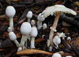 Leucocoprinus cepistipes image