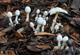 Leucocoprinus cepistipes image