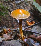 Leratiomyces squamosus image