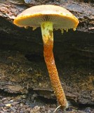 Leratiomyces squamosus var. thraustus image