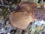 Fistulina hepatica image