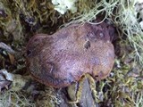 Fistulina hepatica image