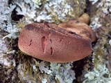 Fistulina hepatica image