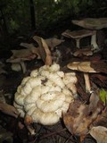 Entoloma abortivum image