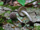 Cystoagaricus hirtosquamulosus image