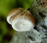 Tectella patellaris image