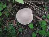Leccinum duriusculum image
