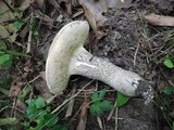 Leccinum duriusculum image