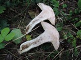 Leccinum duriusculum image