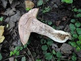Leccinum duriusculum image
