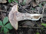 Leccinum duriusculum image