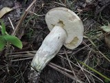 Leccinum duriusculum image