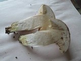 Leccinum duriusculum image