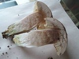 Leccinum duriusculum image