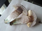 Leccinum duriusculum image
