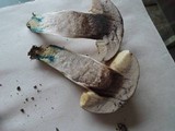 Leccinum duriusculum image