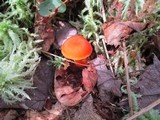 Hygrocybe miniata image