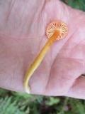 Hygrocybe miniata image