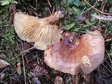 Lactarius hysginus image