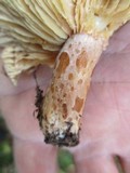 Lactarius hysginus image