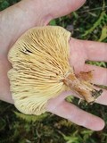 Lactarius hysginus image