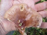 Lactarius hysginus image