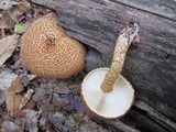 Leucopholiota decorosa image