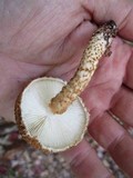 Leucopholiota decorosa image