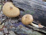 Leucopholiota decorosa image
