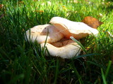 Lactarius pubescens image