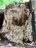 Antrodia heteromorpha image