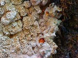 Antrodia heteromorpha image
